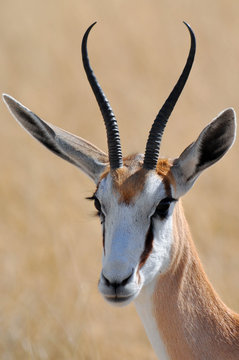 springbok