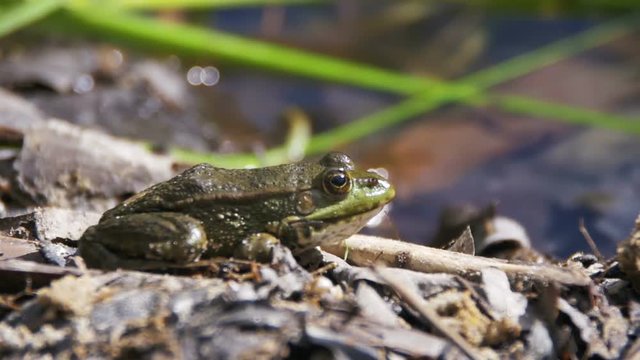 Green Frog Sitting on a River Bank in Water. Slow Motion in 96 fps. Close-up. The toad blinks his eyes, stirs his nostrils and breathes. Summer, sunny day.