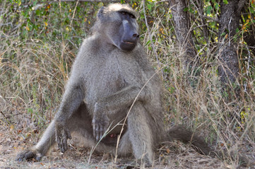 chacma babboon