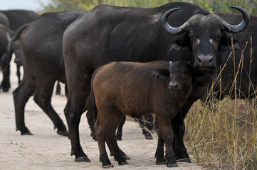 buffalo © Yann