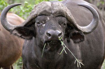 buffalo - 168530746