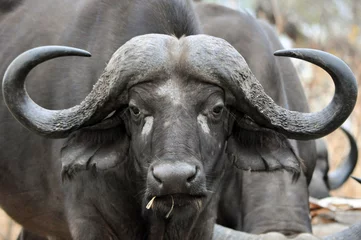 Poster buffel © Yann