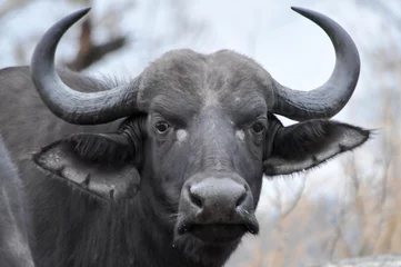 Fotobehang Buffel buffel