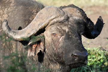 Obraz premium buffalo