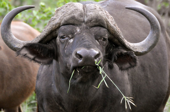 buffalo