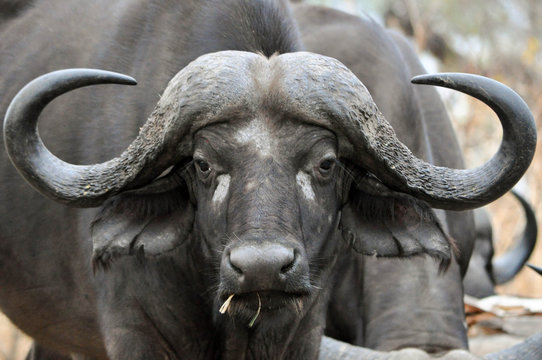 buffalo