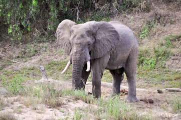 Fototapeta premium elephant