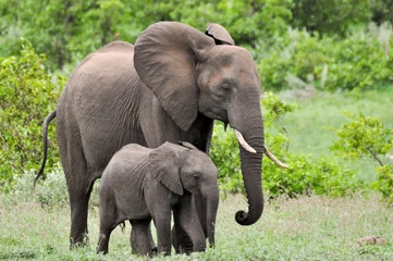 Muurstickers olifant © Yann