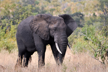 Obraz premium elephant