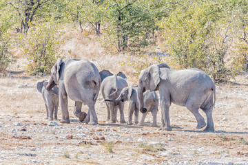 Obraz na płótnie Canvas Herd of elephants, Loxodonta africana, walking between mopani trees