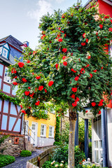 Fototapeta na wymiar Tree with red Berries