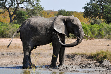 elephant - 168530989