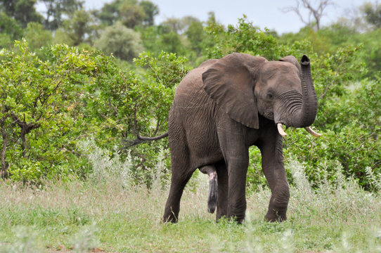 elephant