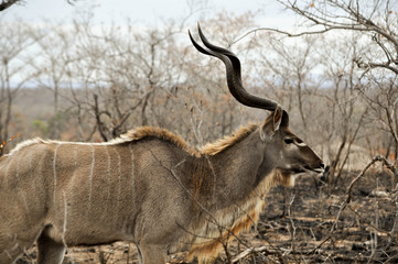 Obraz na płótnie Canvas antelopes