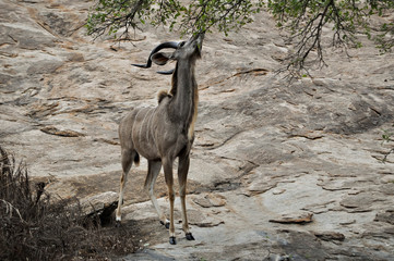 kudu