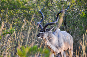 kudu