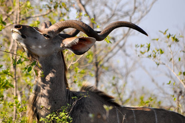kudu