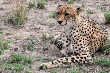 cheetah
