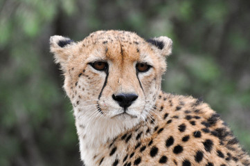 cheetah
