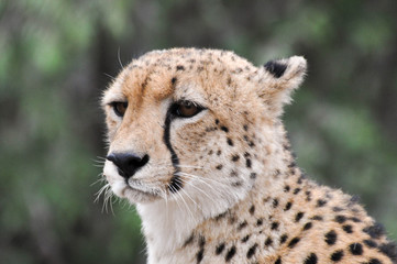 cheetah