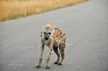 spotted hyena