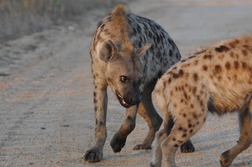 spotted hyena
