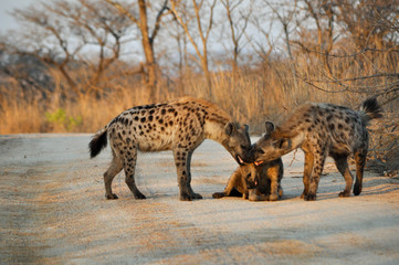 spotted hyena