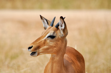 impala