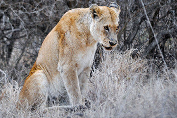 Lions