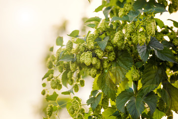 Hopfen Sommer Hopfendolden