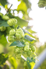 Hopfen Sommer Hopfendolden