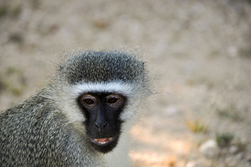 Vervet monkey