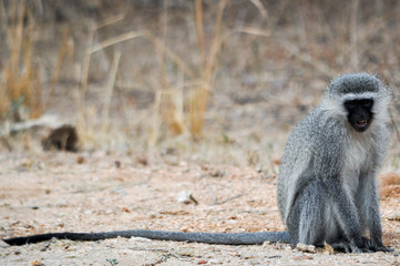 Vervet monkey