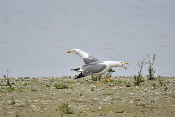 Adulte Mittelmeermöwen (Larus michahellis) im Brutkleid