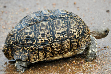 african wildlife