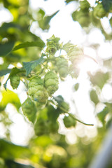 Hopfen Sommer Hopfendolden
