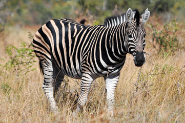 Fototapeta na wymiar Zebra