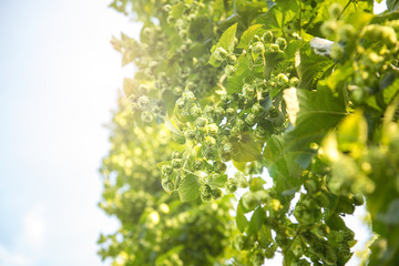 Hopfen Sommer Hopfendolden