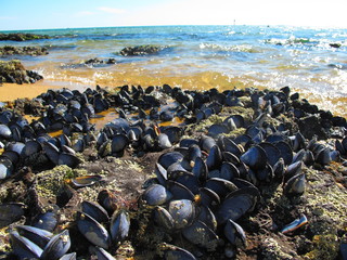 Group of blue purple mussel at Sandringham beach , Melbourne, Australia