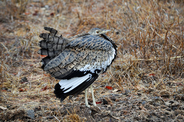 birds of africa