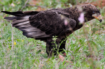 birds of africa