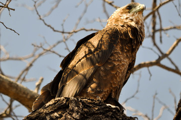 birds of africa