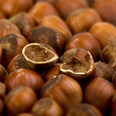 Haselnüsse
