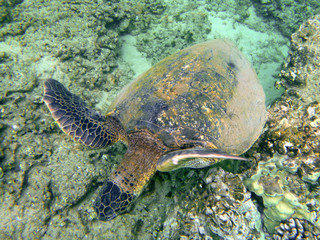 Naklejka na ściany i meble Sea Turtle underwater