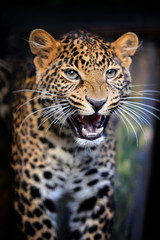 Close angry leopard portrait