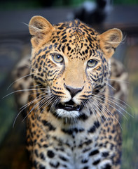 Fototapeta na wymiar Close leopard portrait