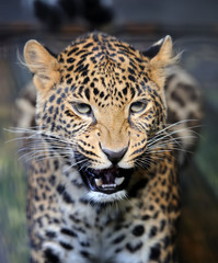 Fototapeta na wymiar Close angry leopard portrait