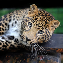 Close leopard portrait