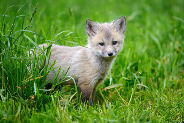 Obraz premium Fox cub in grass