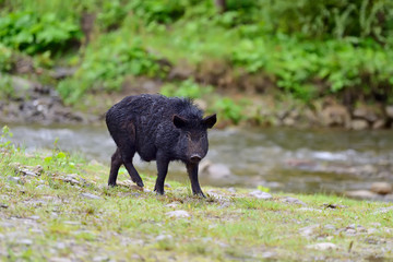 Wild boar on the forest